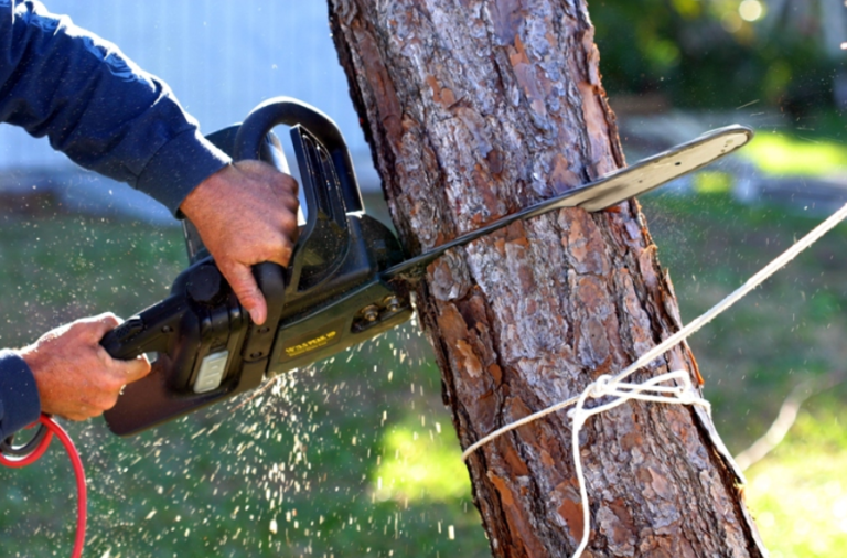 Importance of Hiring A Professional Tree Removal Tree Removal